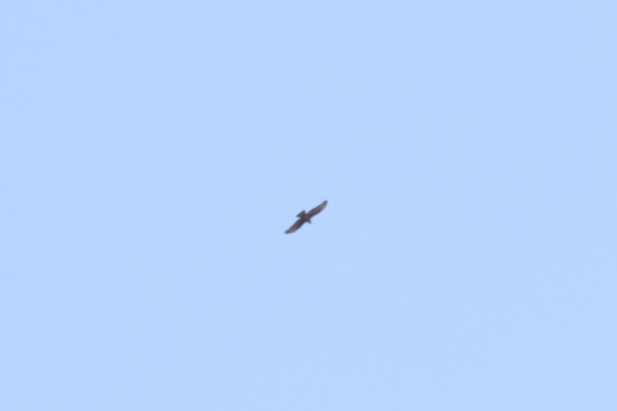 Falco pecchiaiolo orientale - ML642001496