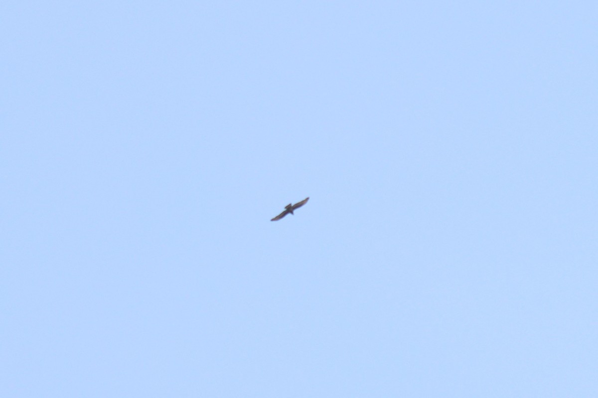 Falco pecchiaiolo orientale - ML642001497