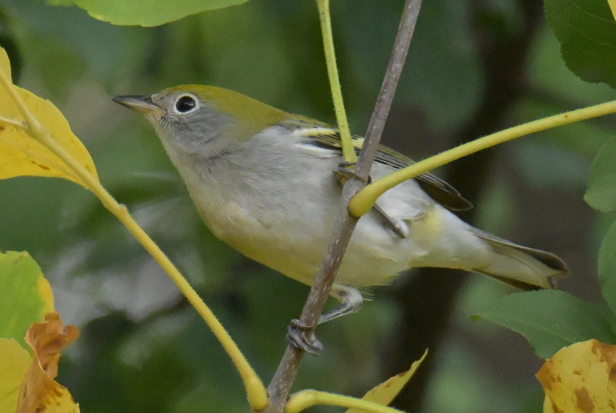 Chestnut-sided Warbler - ML642001509