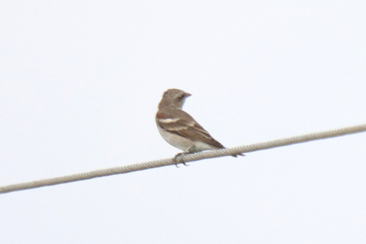 Yellow-throated Sparrow - ML642001510