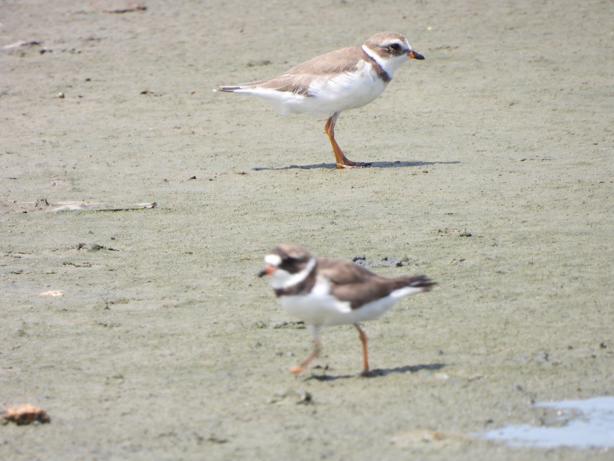 Semipalmated Plover - ML642001524