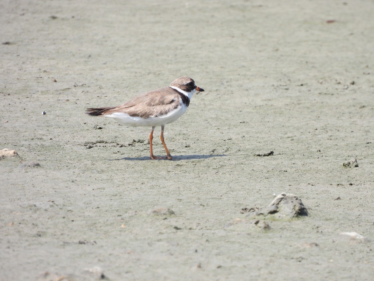 Semipalmated Plover - ML642001525