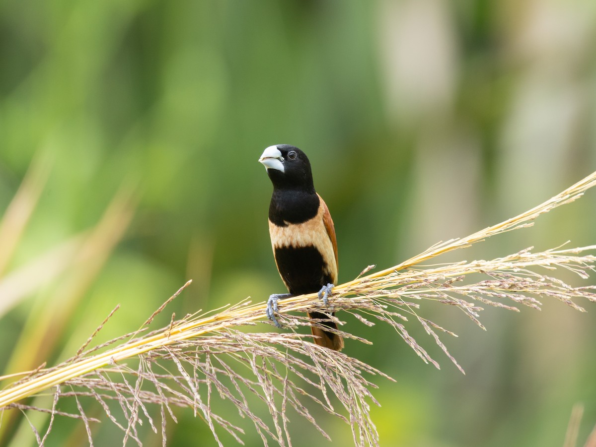 Tricolored x Chestnut Munia (hybrid) - ML642001527