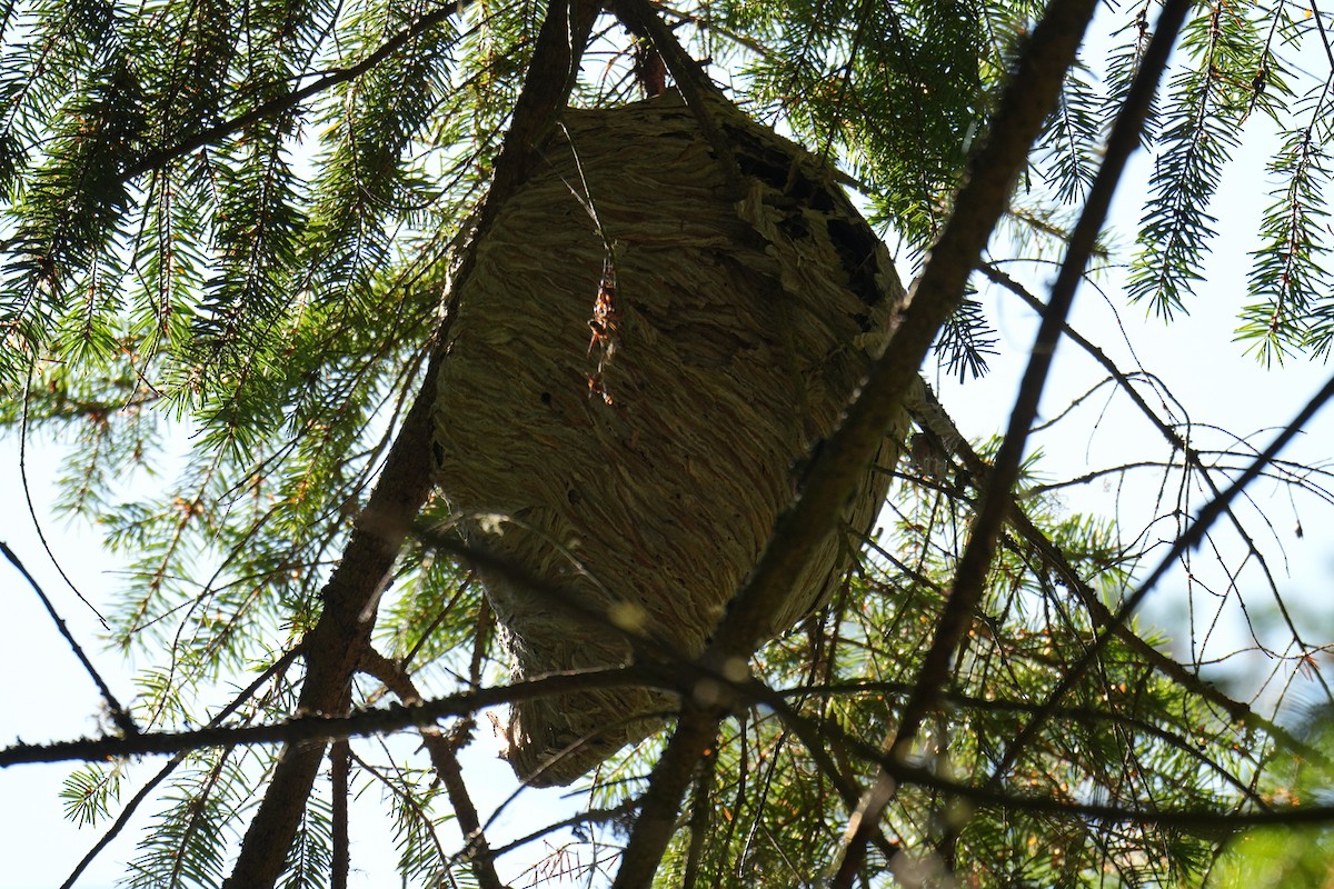 Insects - ML642001532