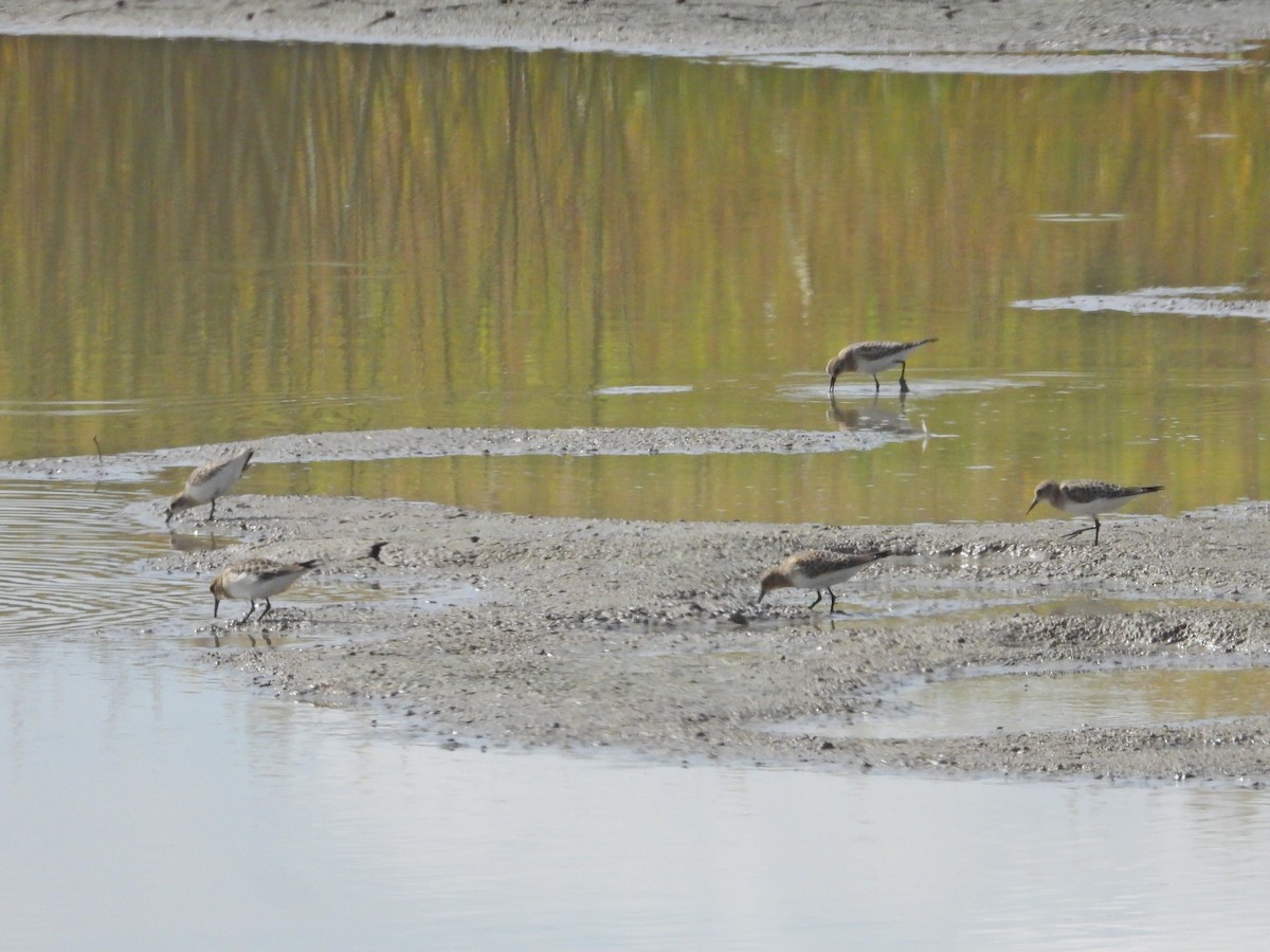 gulbrystsnipe - ML642001533