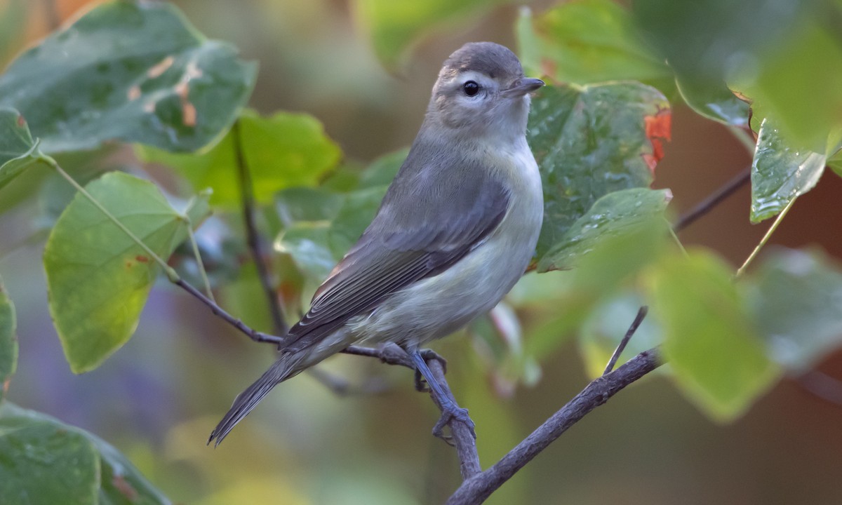 sangvireo - ML642001544