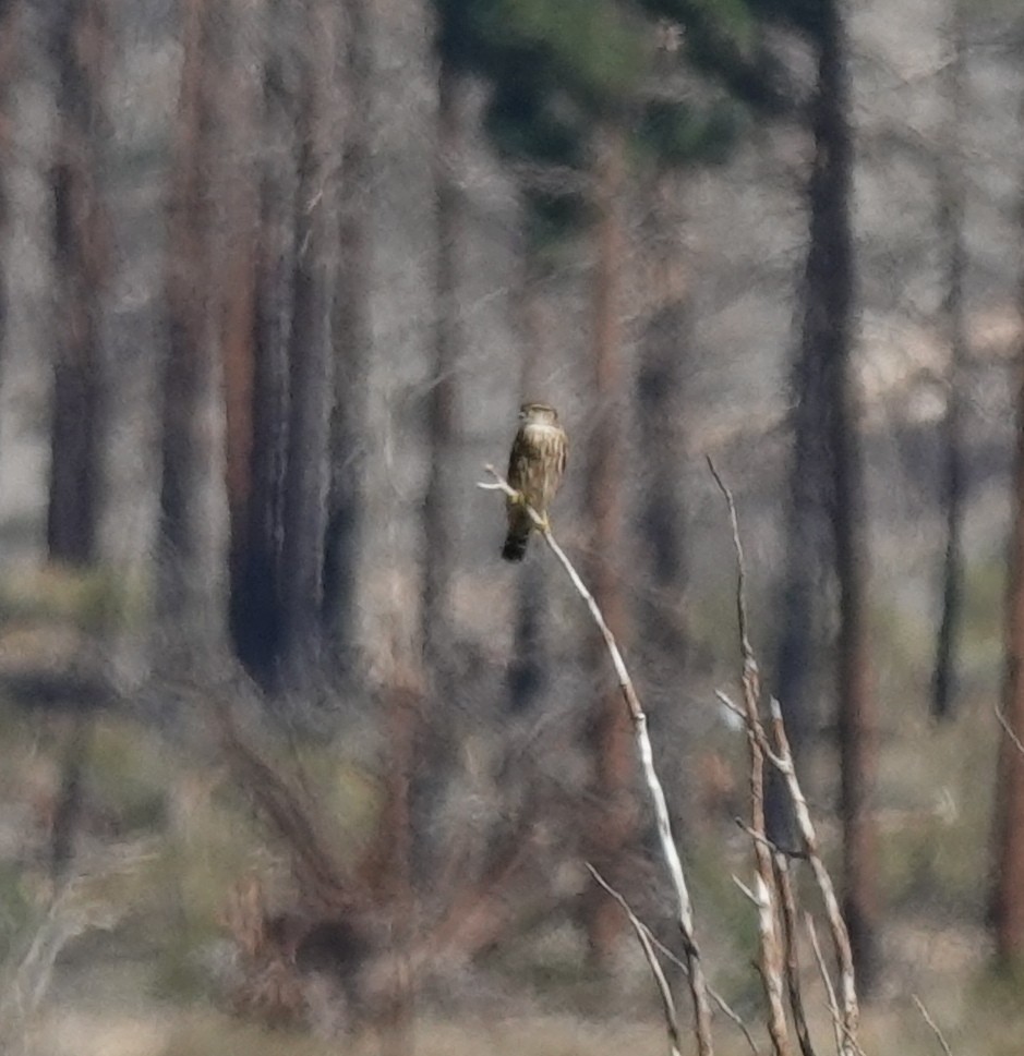 dvergfalk (columbarius) - ML642001547