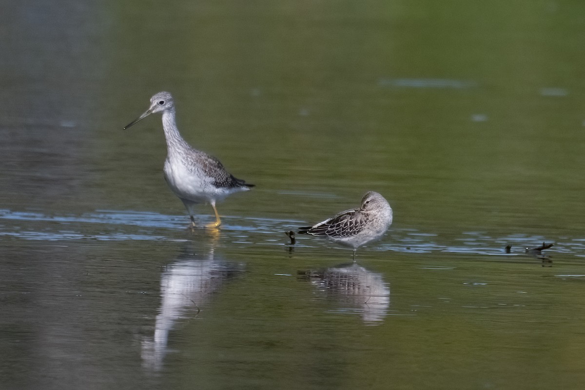 styltesnipe - ML642001556