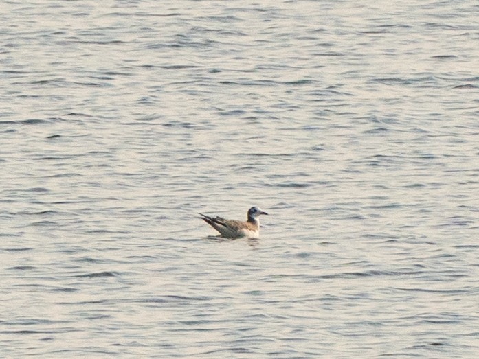 Sabine's Gull - ML642001559
