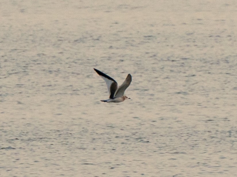 Sabine's Gull - ML642001560