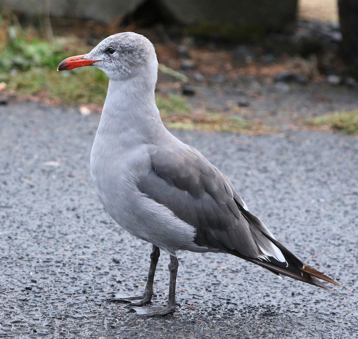 askemåke - ML642001565