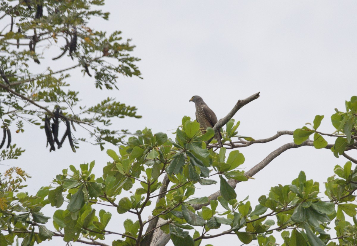 Roadside Hawk - ML642001593