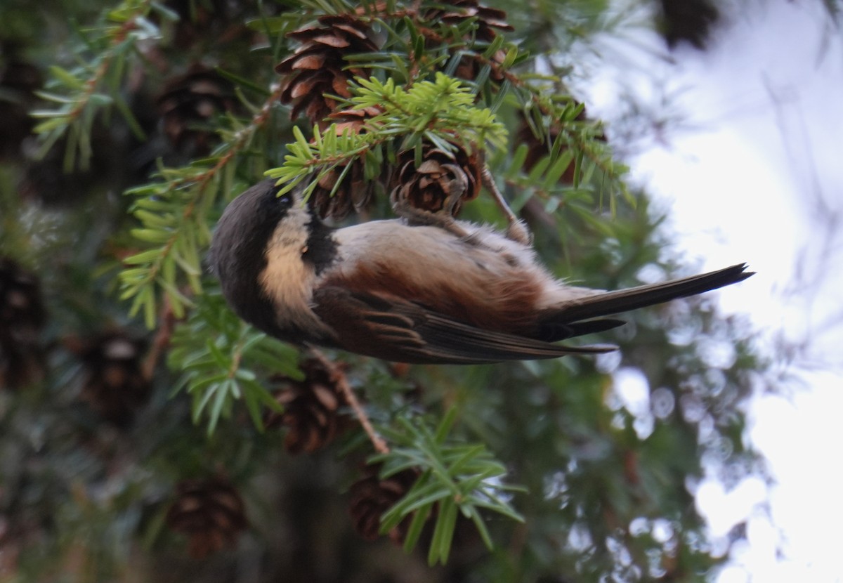 Chestnut-backed Chickadee - ML642001597