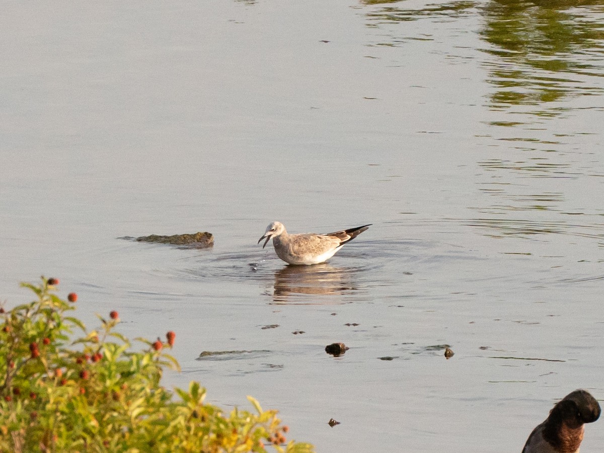 Laughing Gull - ML642001599