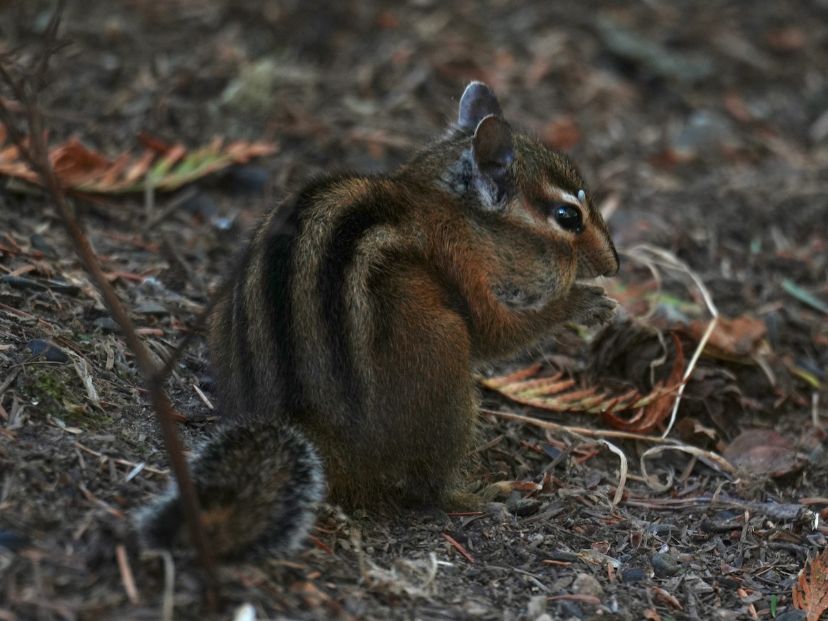 Townsend's Chipmunk - ML642001605