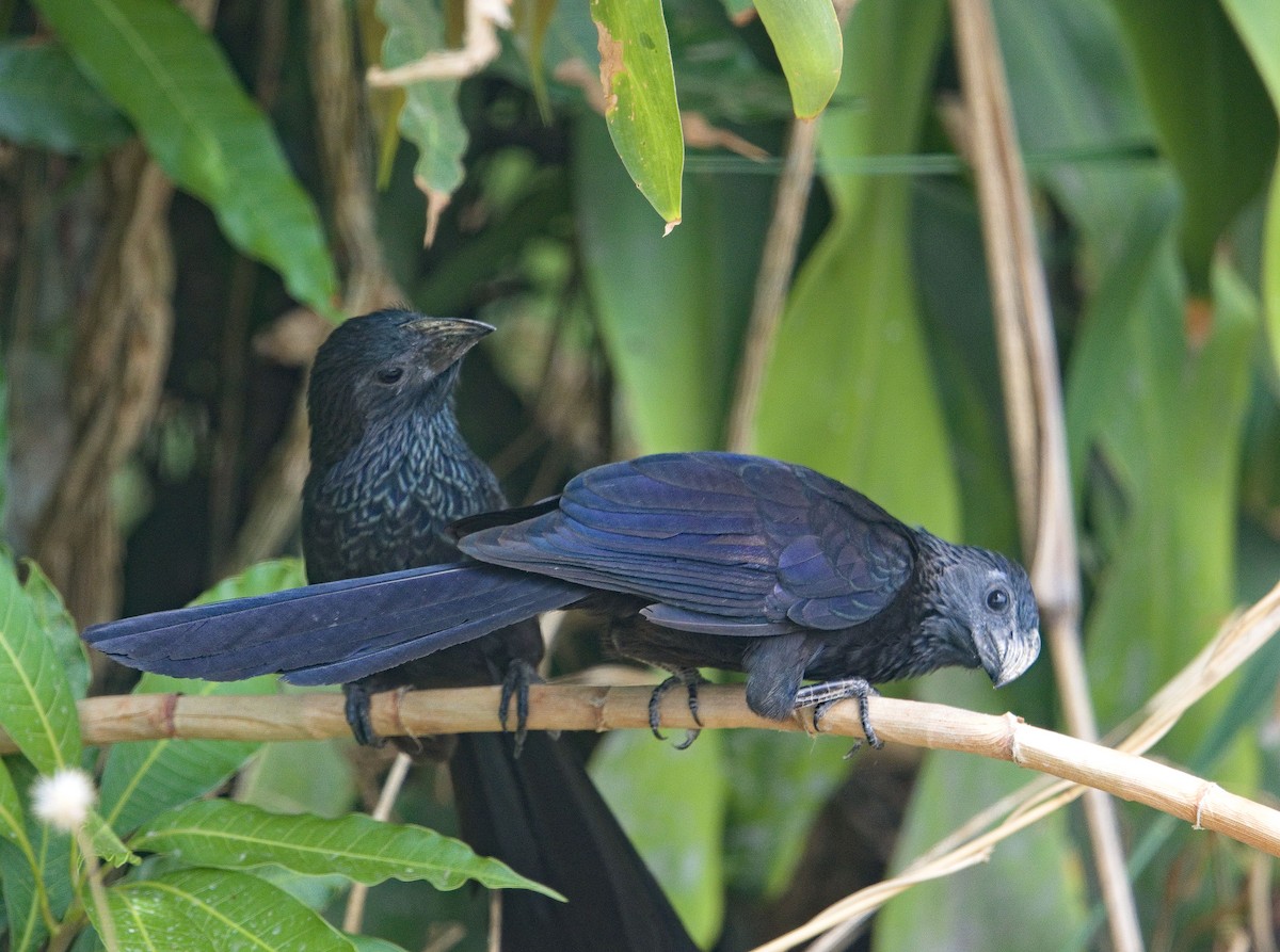 Groove-billed Ani - ML642001611