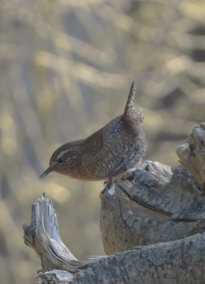 Pacific Wren - ML642001617