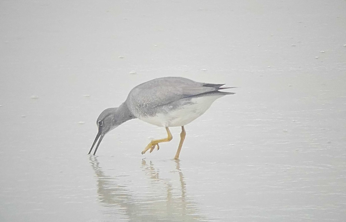 Wandering Tattler - ML642001629