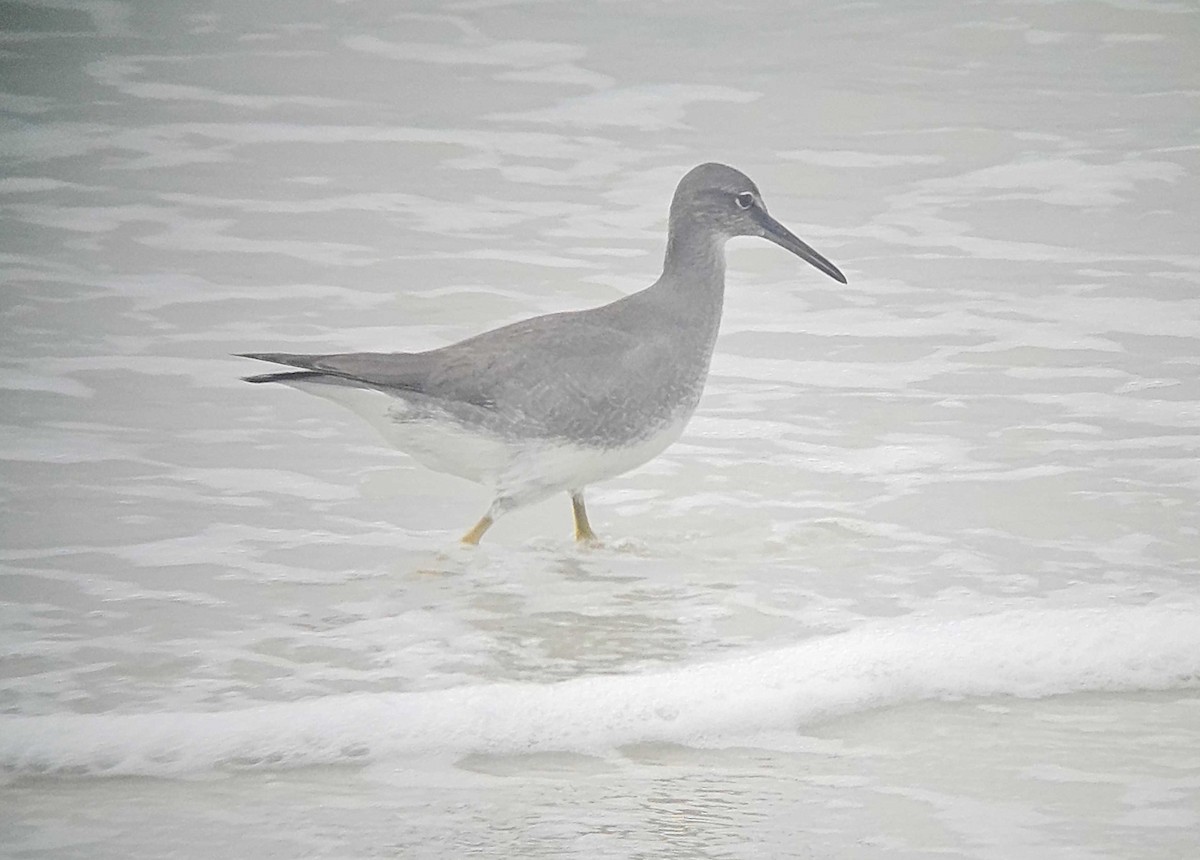 Wandering Tattler - ML642001630