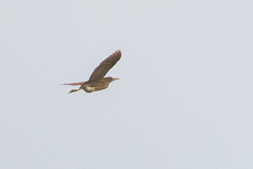 Cinnamon Bittern - ML642001636