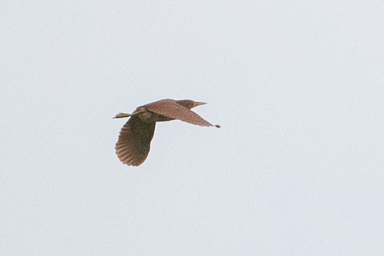 Cinnamon Bittern - ML642001637