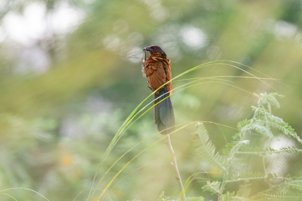Greater Coucal - ML642001644