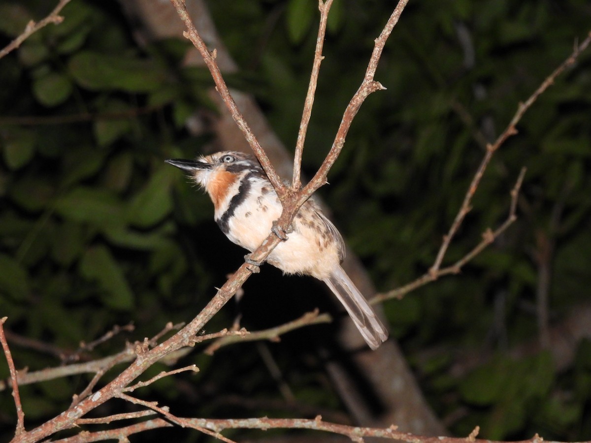 Russet-throated Puffbird - ML642001652