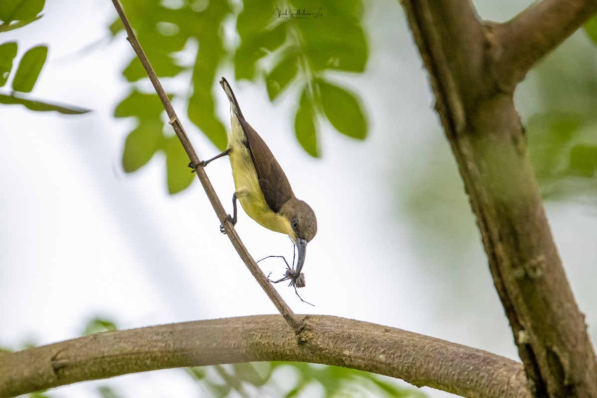 Loten's Sunbird - ML642001654