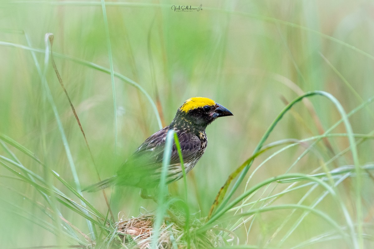 Streaked Weaver - ML642001660