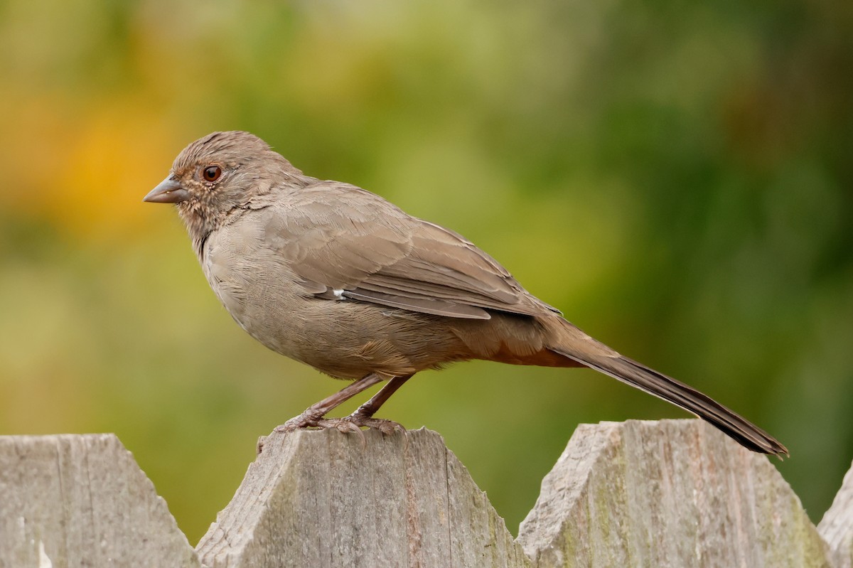 California Towhee - ML642001666