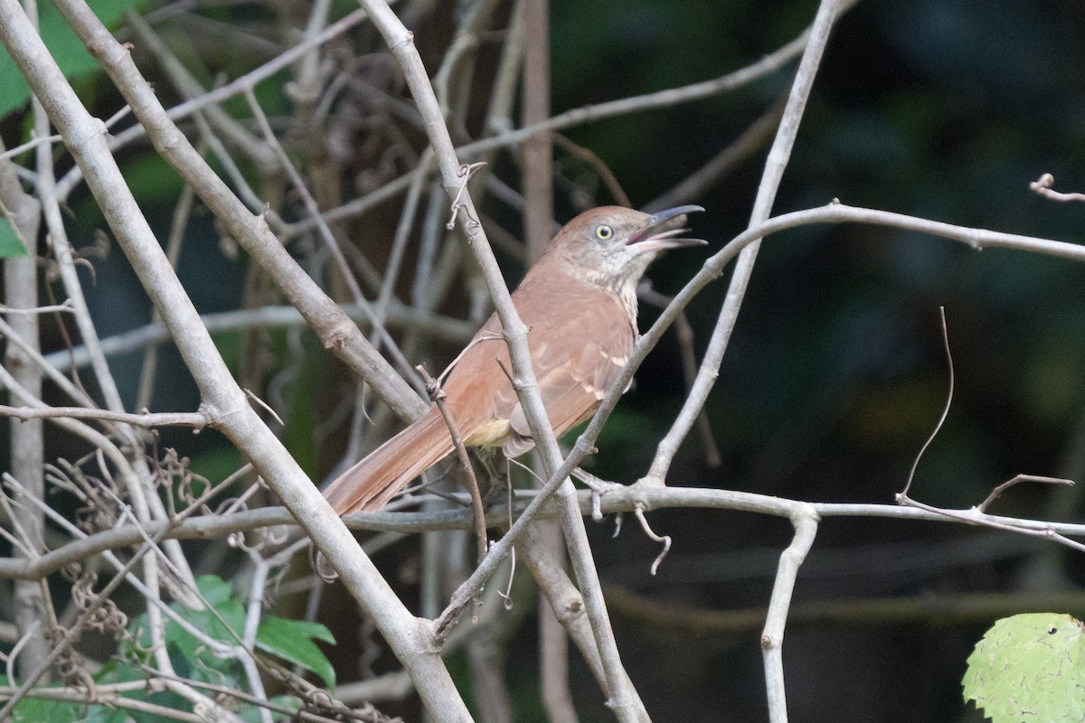 brunspottefugl - ML642001669