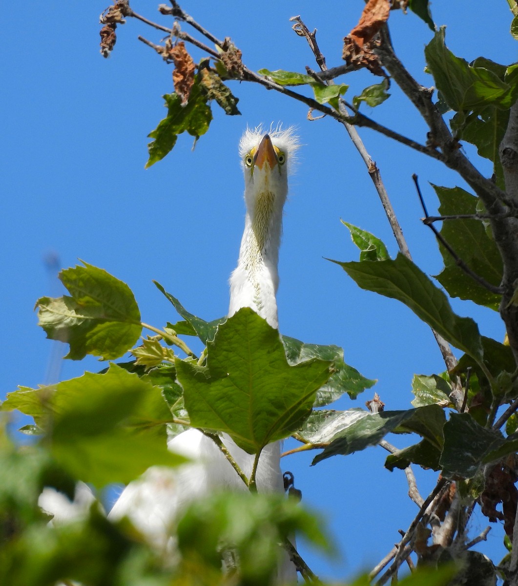 Great Egret - ML642001679