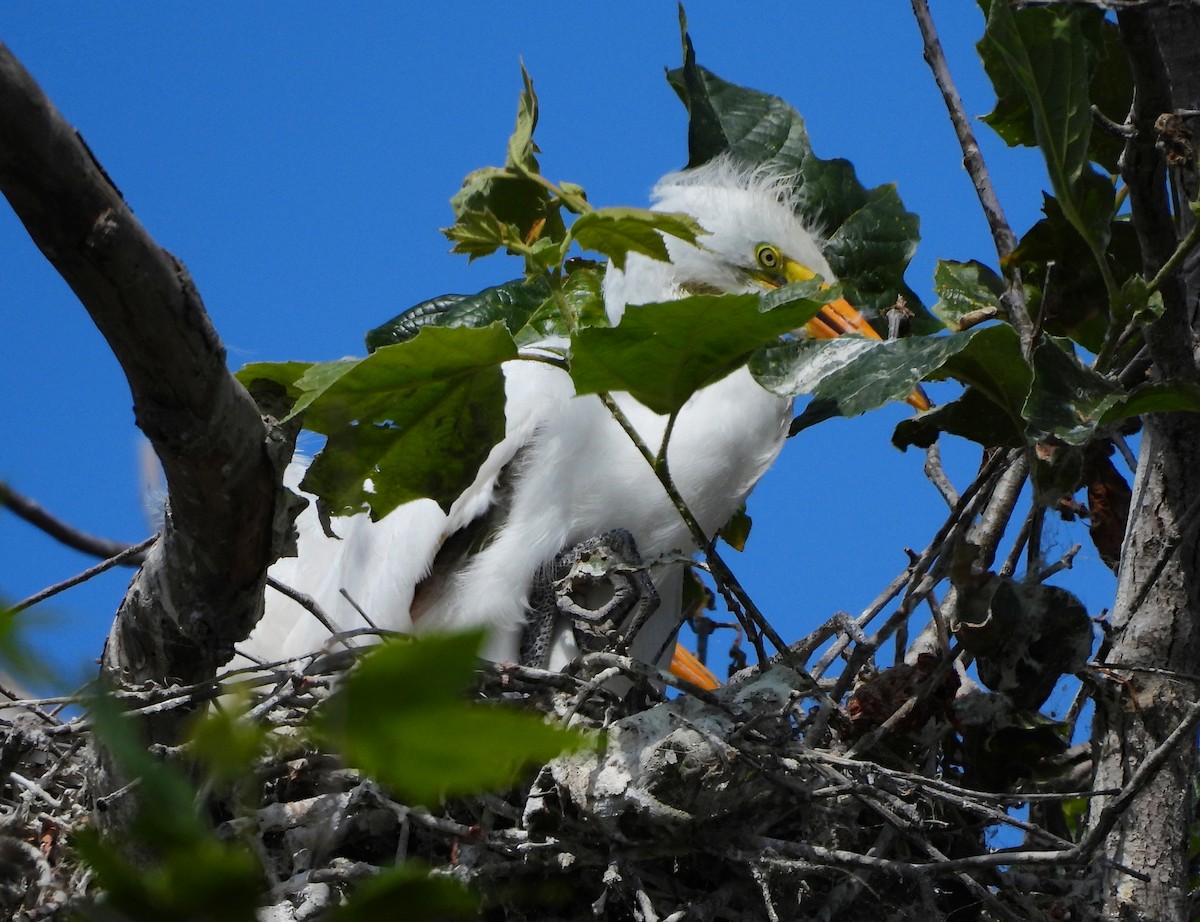 Great Egret - ML642001680