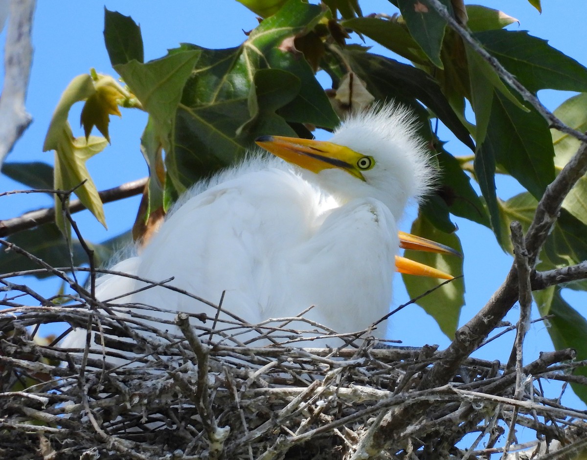 Great Egret - ML642001681