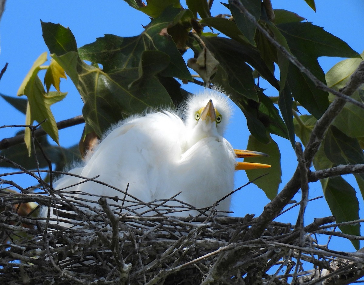 Great Egret - ML642001682