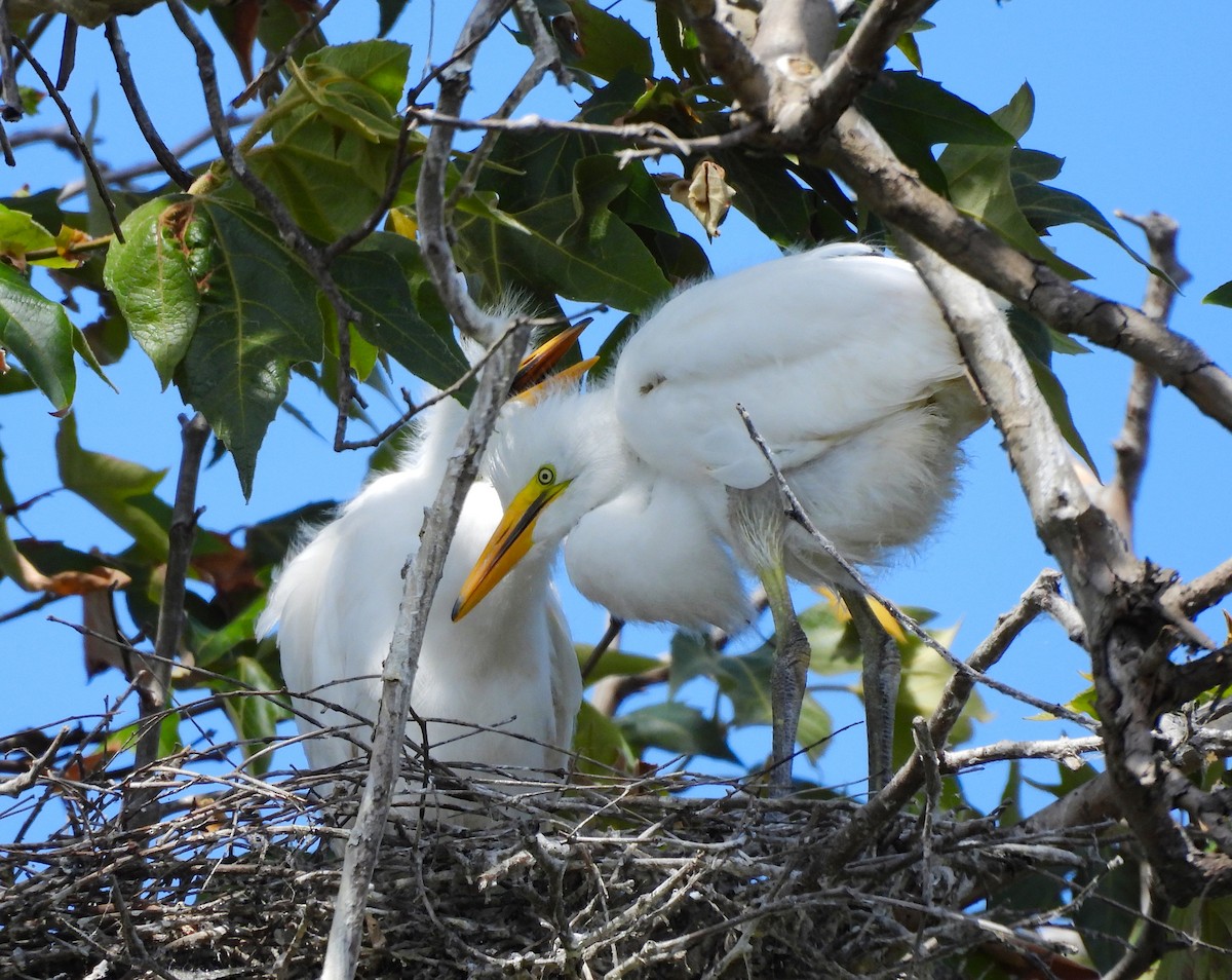 Great Egret - ML642001683