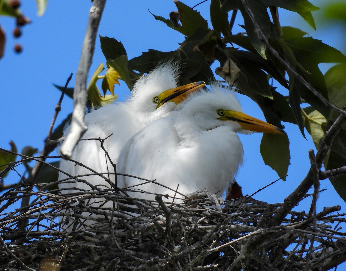 Great Egret - ML642001684