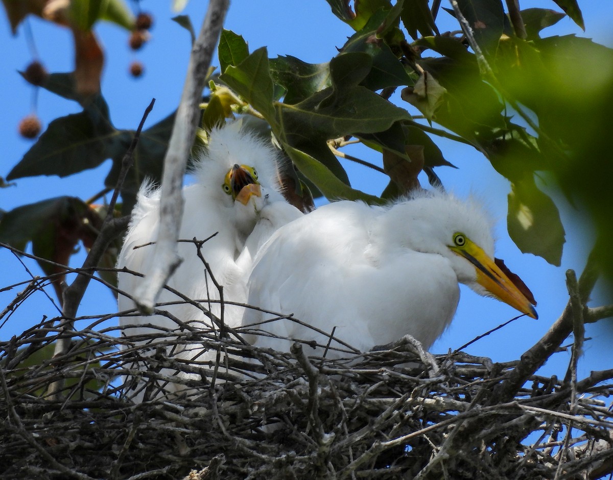 Great Egret - ML642001685