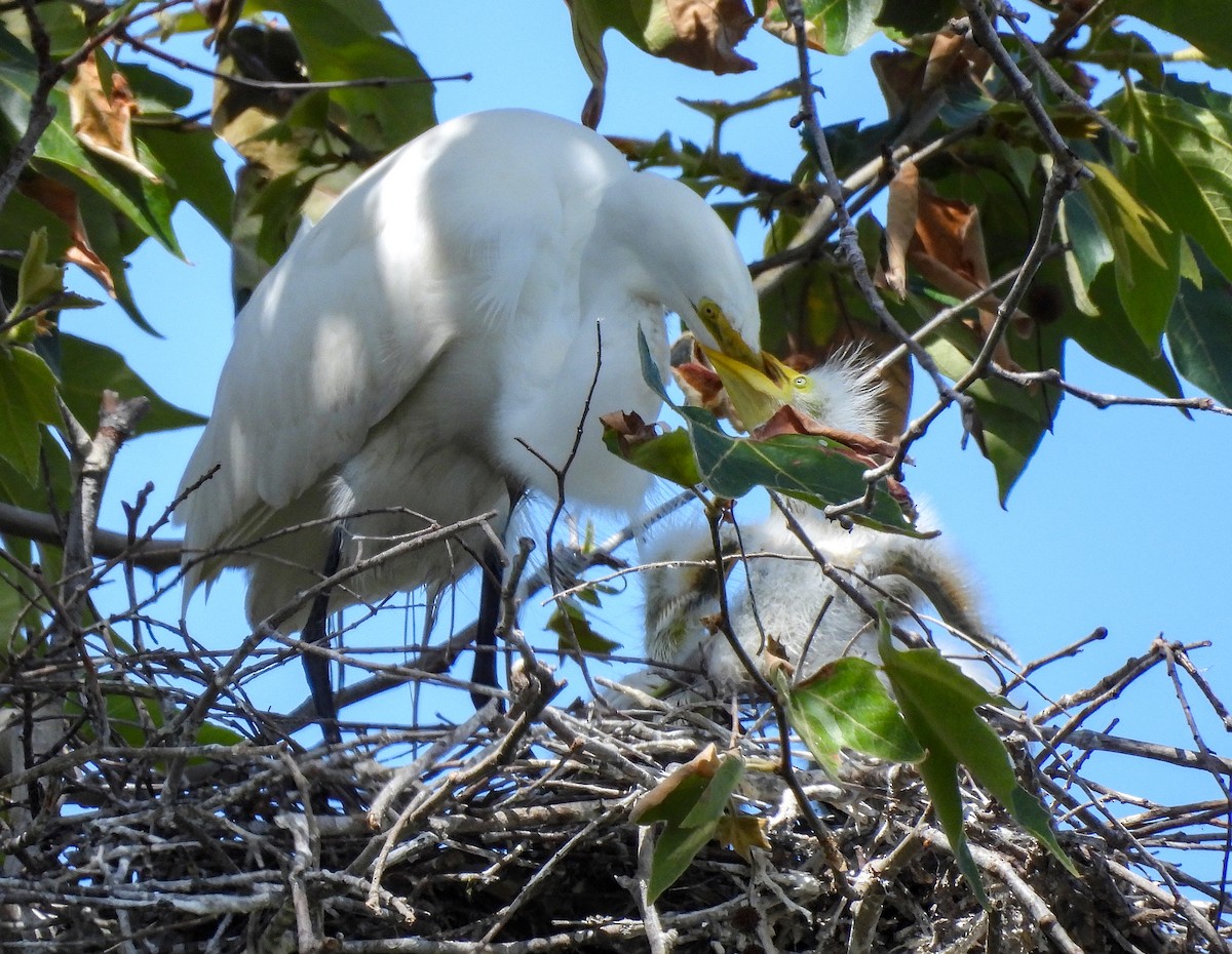 Great Egret - ML642001686