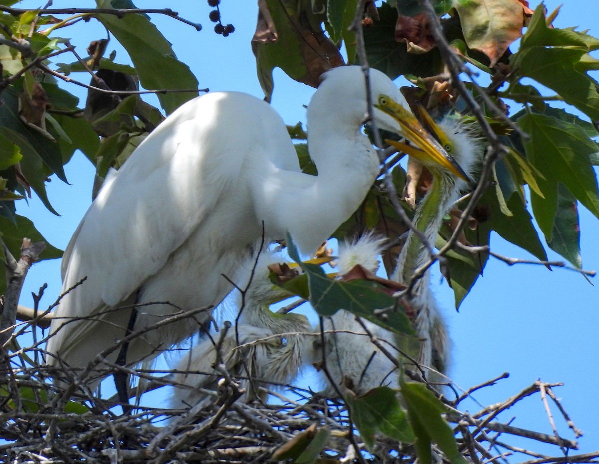 Great Egret - ML642001687