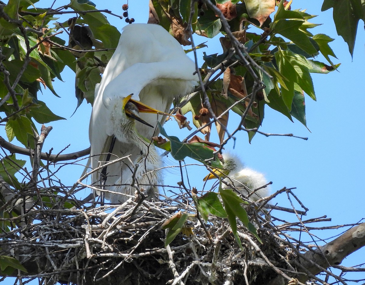 Great Egret - ML642001688
