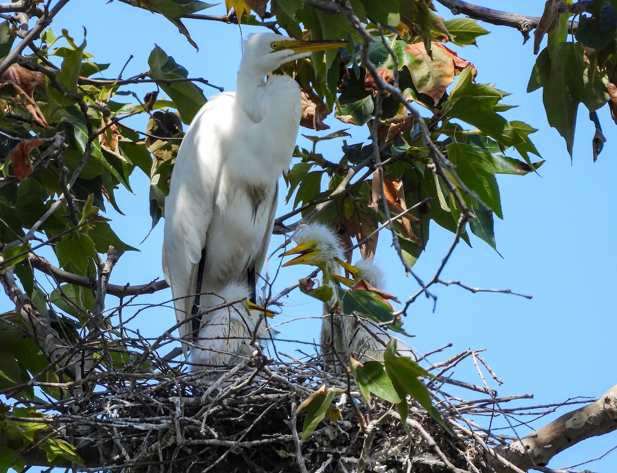 Great Egret - ML642001691