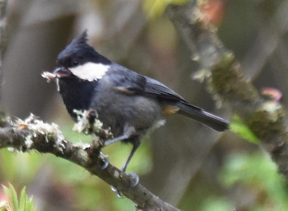 Rufous-vented Tit - ML642001696
