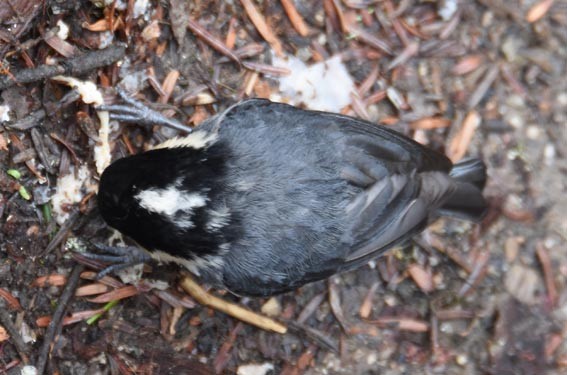 Rufous-vented Tit - ML642001703