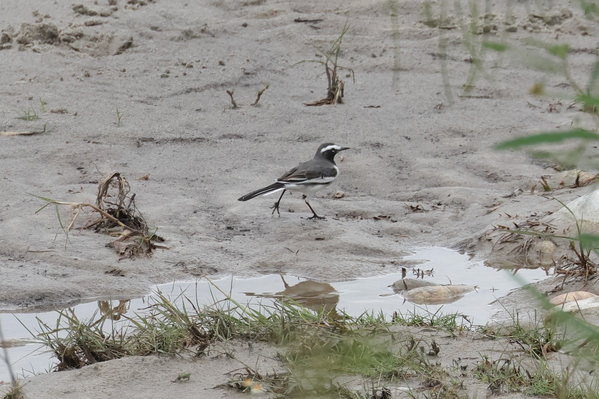 White-browed Wagtail - ML642001706