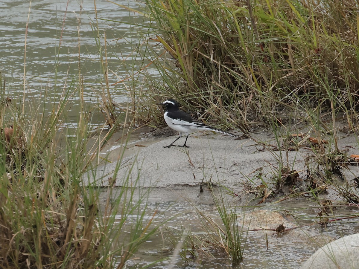 White-browed Wagtail - ML642001707