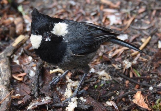 Rufous-vented Tit - ML642001708