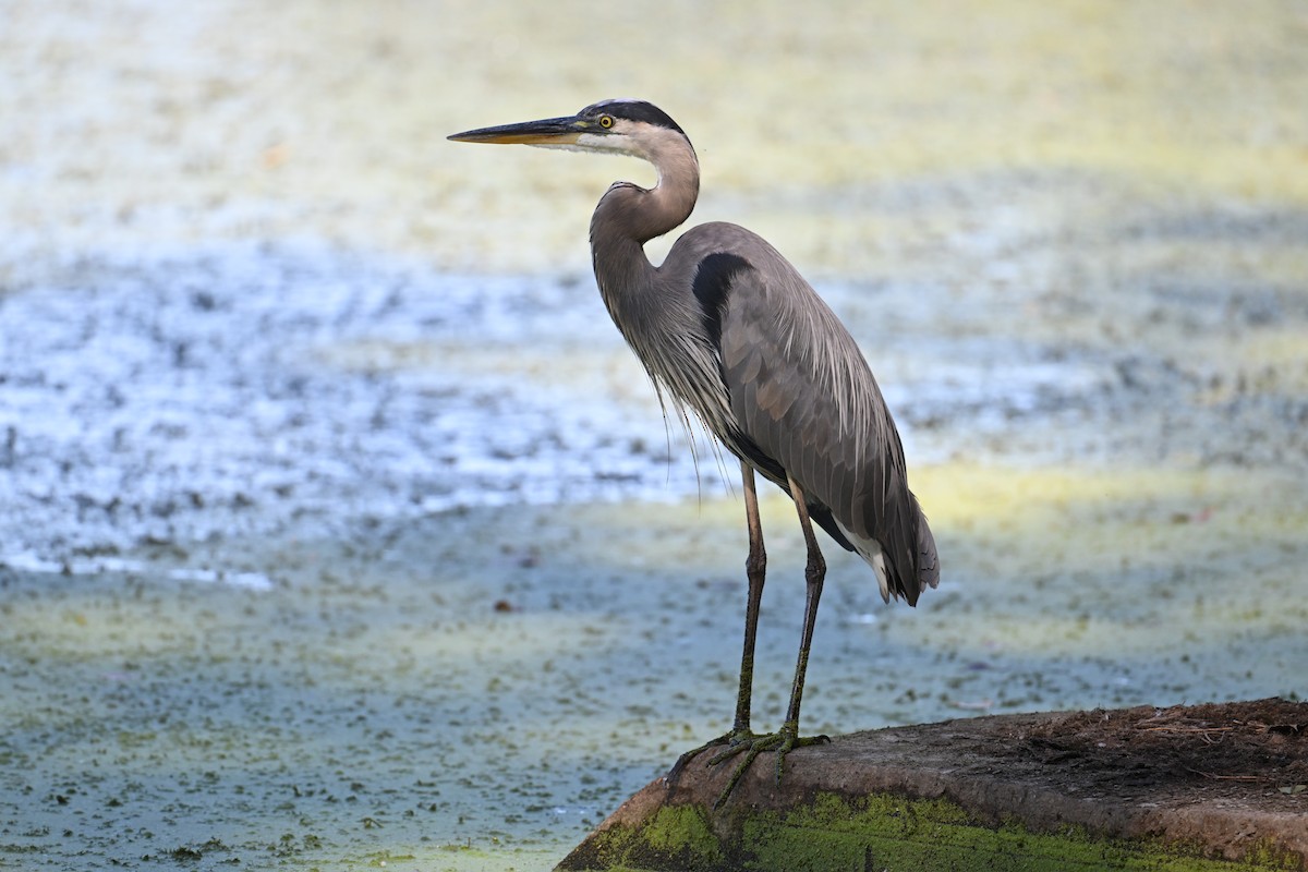Great Blue Heron (Great Blue) - ML642001714