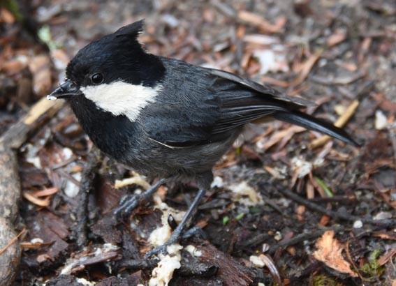 Rufous-vented Tit - ML642001715