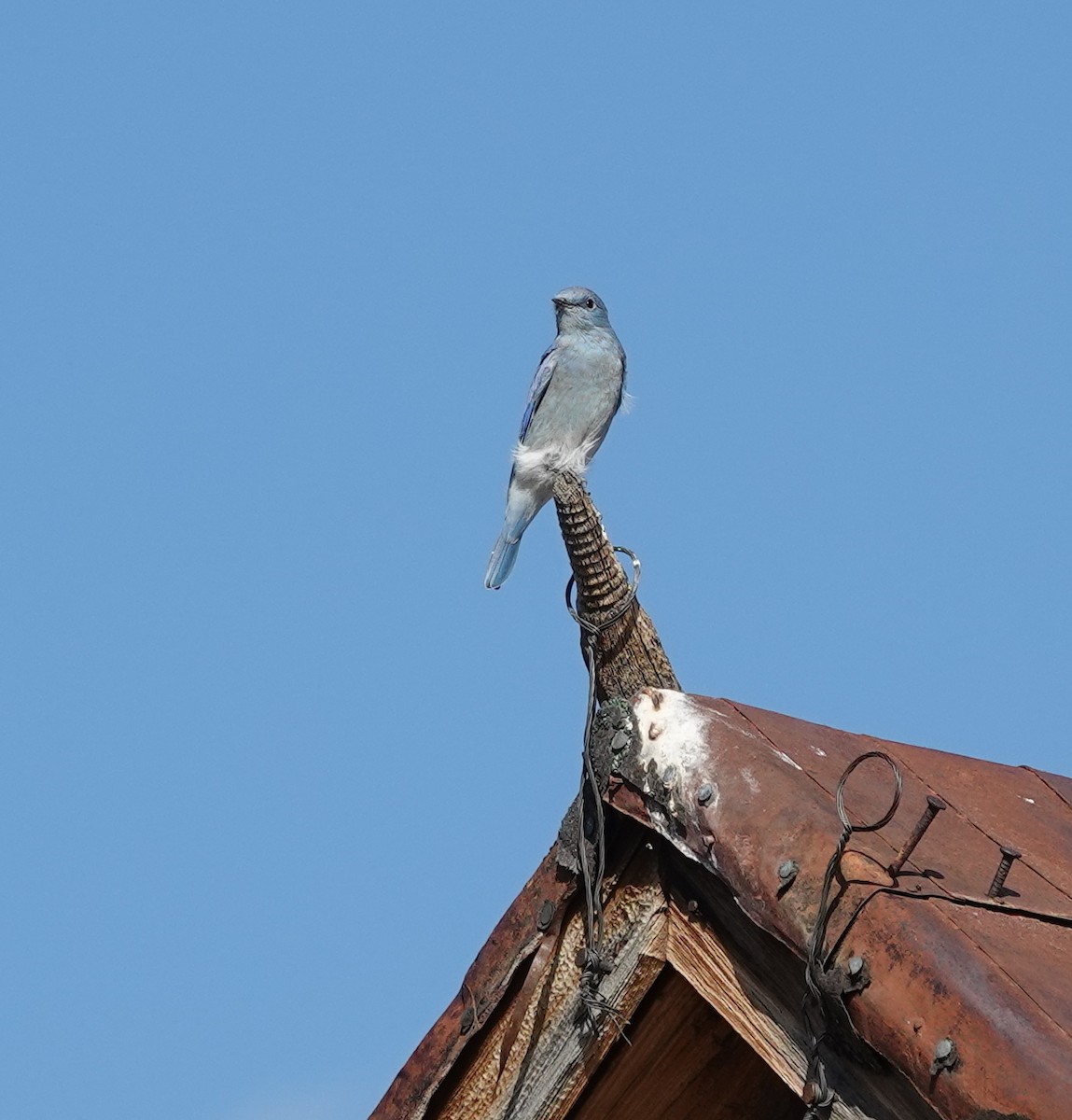 Mountain Bluebird - ML642001716